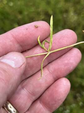 صورة Mononeuria muscorum (Fassett) Dillenb. & Kadereit