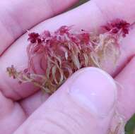 Sphagnum angermanicum Melin 1919的圖片