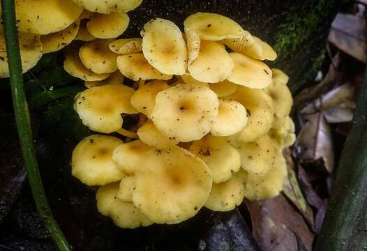 Image of Tricholomopsis aurea (Beeli) Desjardin & B. A. Perry 2017