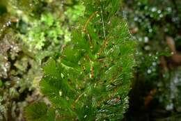 Image of Abrodictyum elongatum (A. Cunn.) Ebihara & K. Iwats.