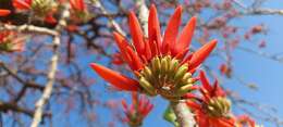 Image of Erythrina suberosa Roxb.