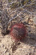 Image of Fire Barrel Cactus