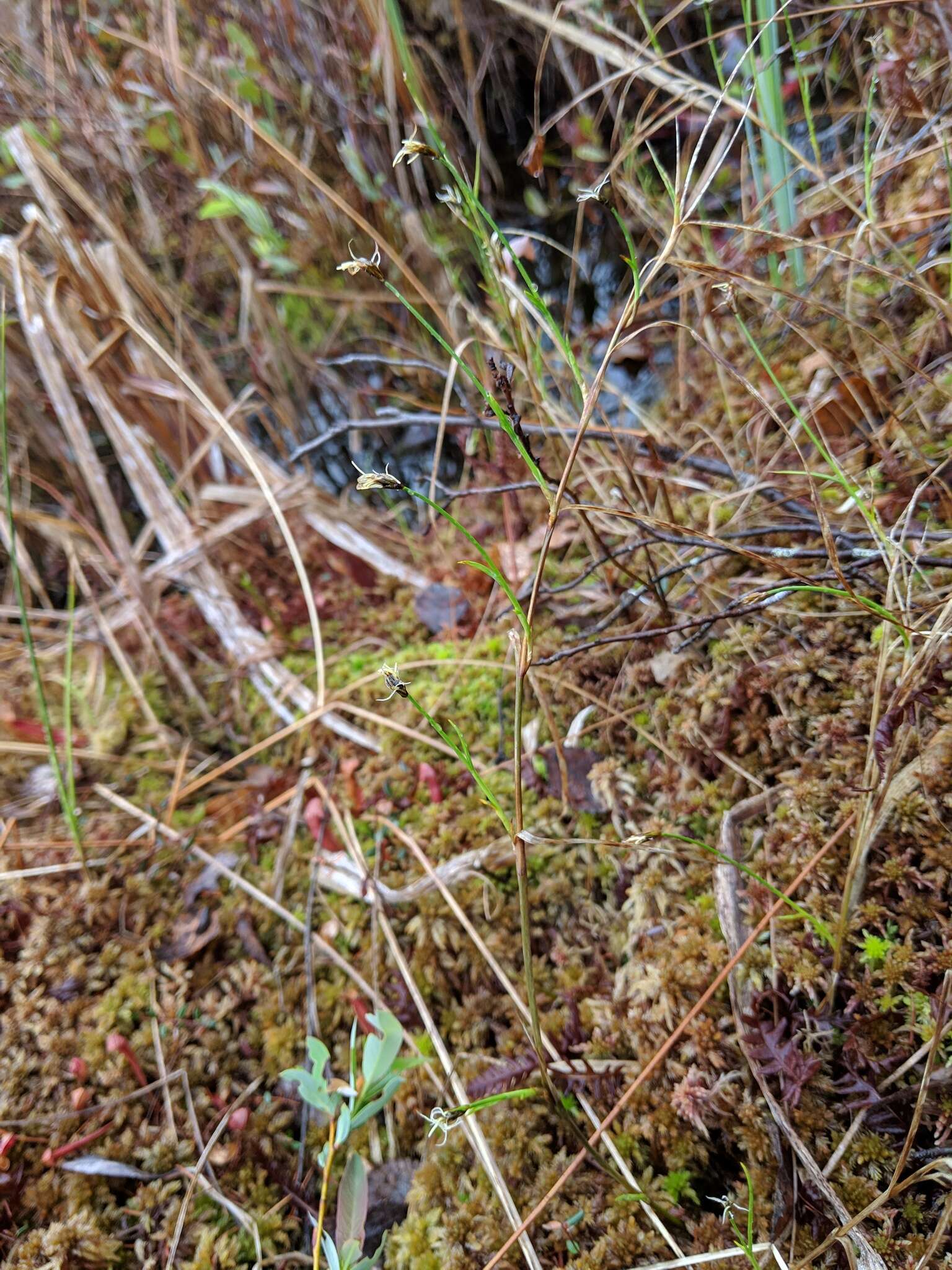 Image of cordroot sedge