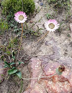 صورة Gerbera serrata (Thunb.) Druce