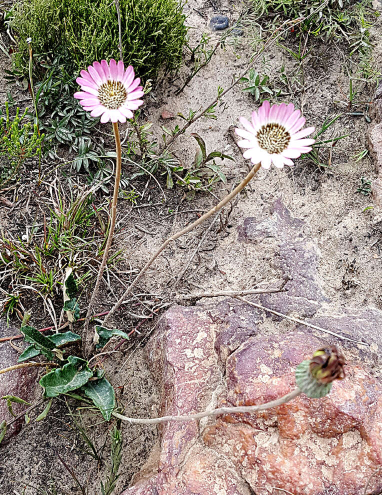 صورة Gerbera serrata (Thunb.) Druce