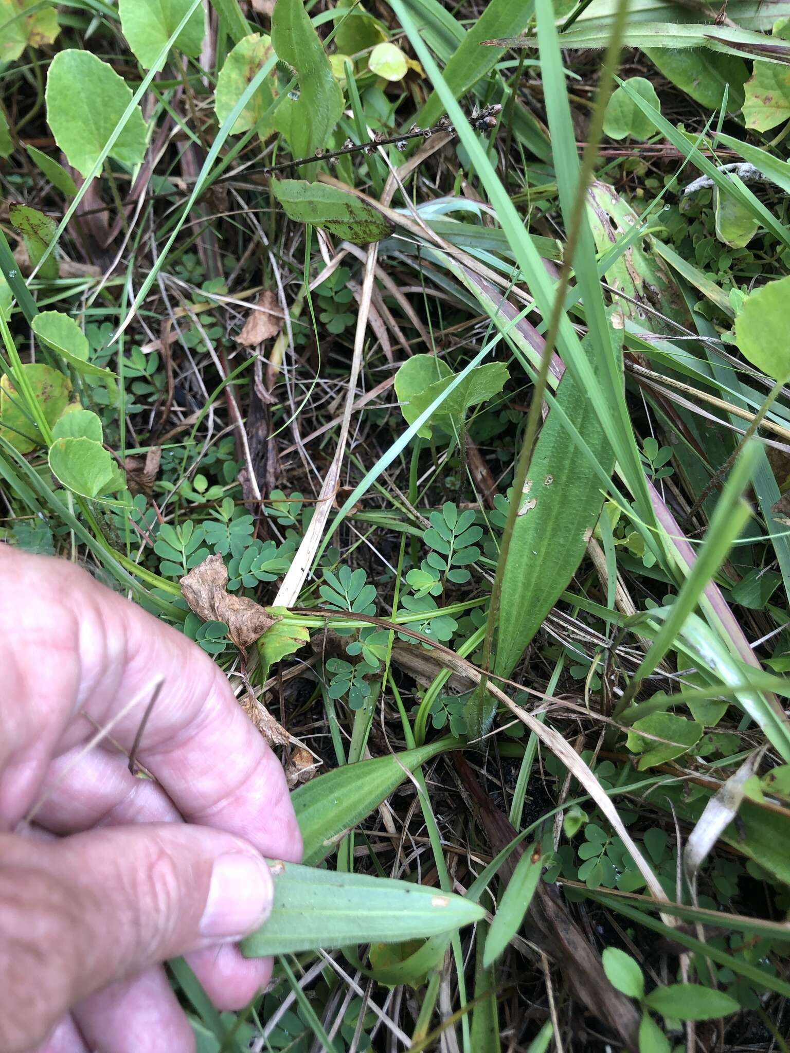 صورة Plantago sparsiflora Michx.