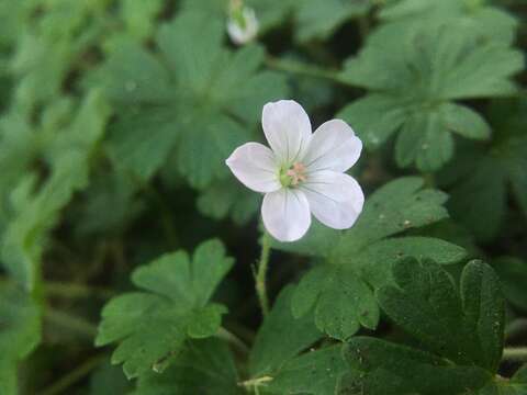 Image of cinquefoil geranium