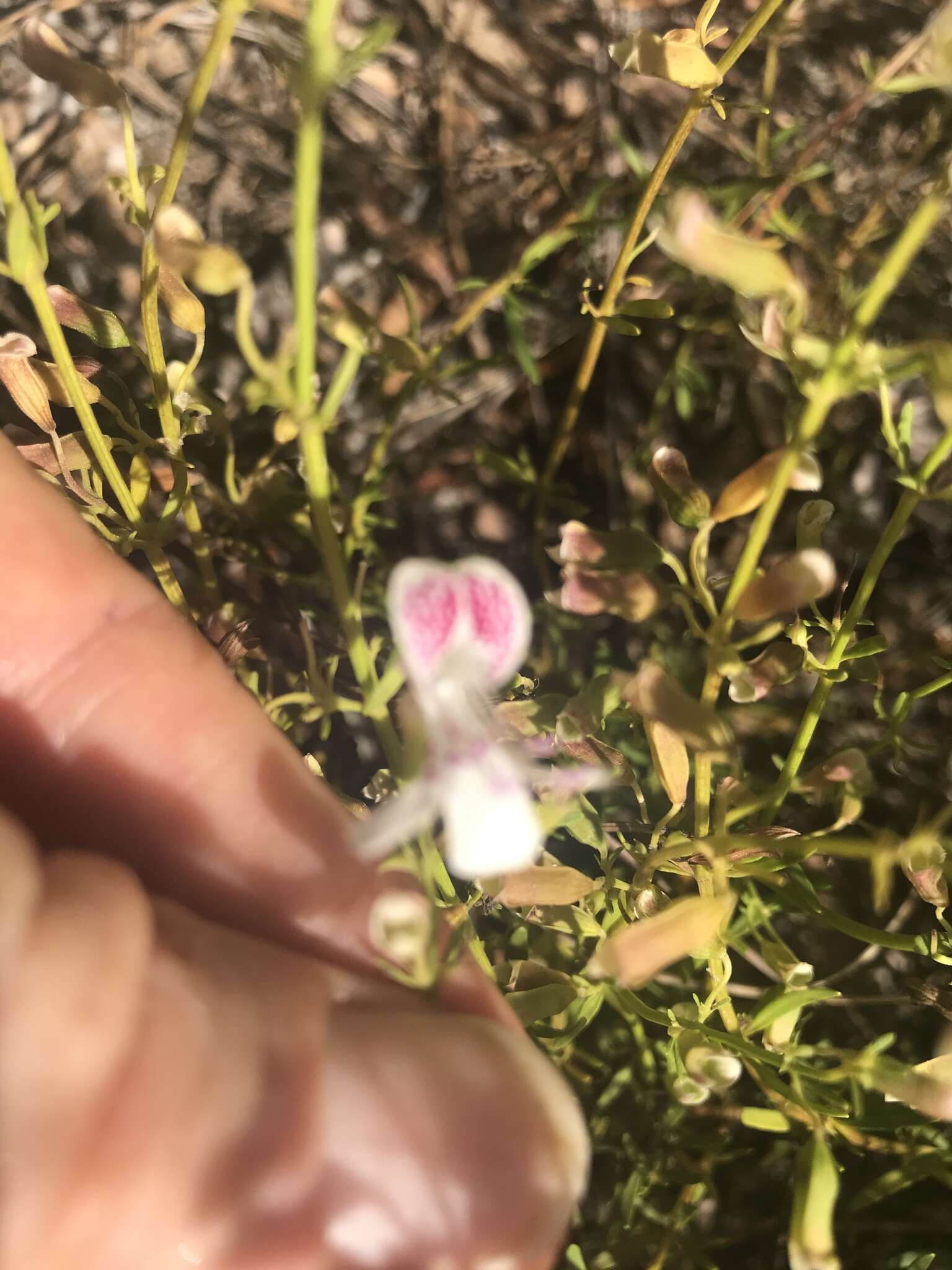 Imagem de Dicerandra frutescens Shinners