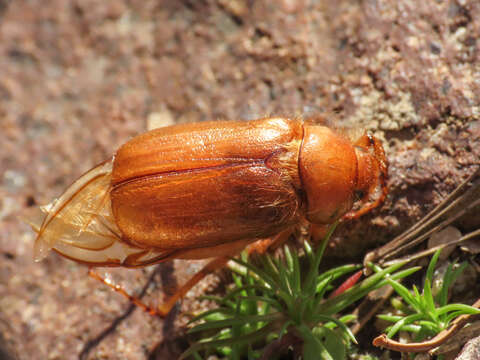 Image of Firminus ciliatus vexillis (Reitter 1902)