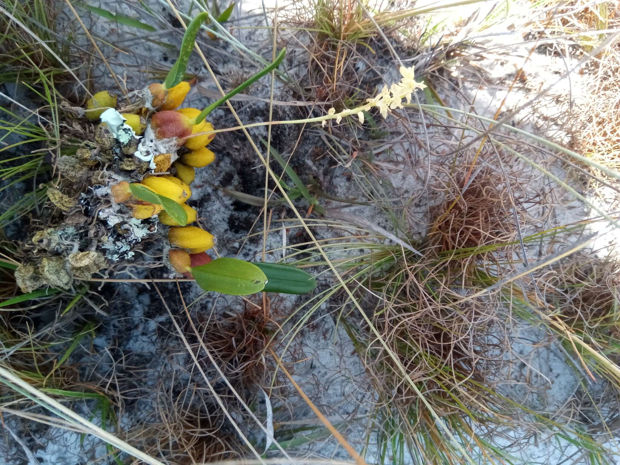 Слика од Bulbophyllum baronii Ridl.