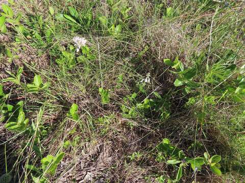 Imagem de Stachys natalensis Hochst.