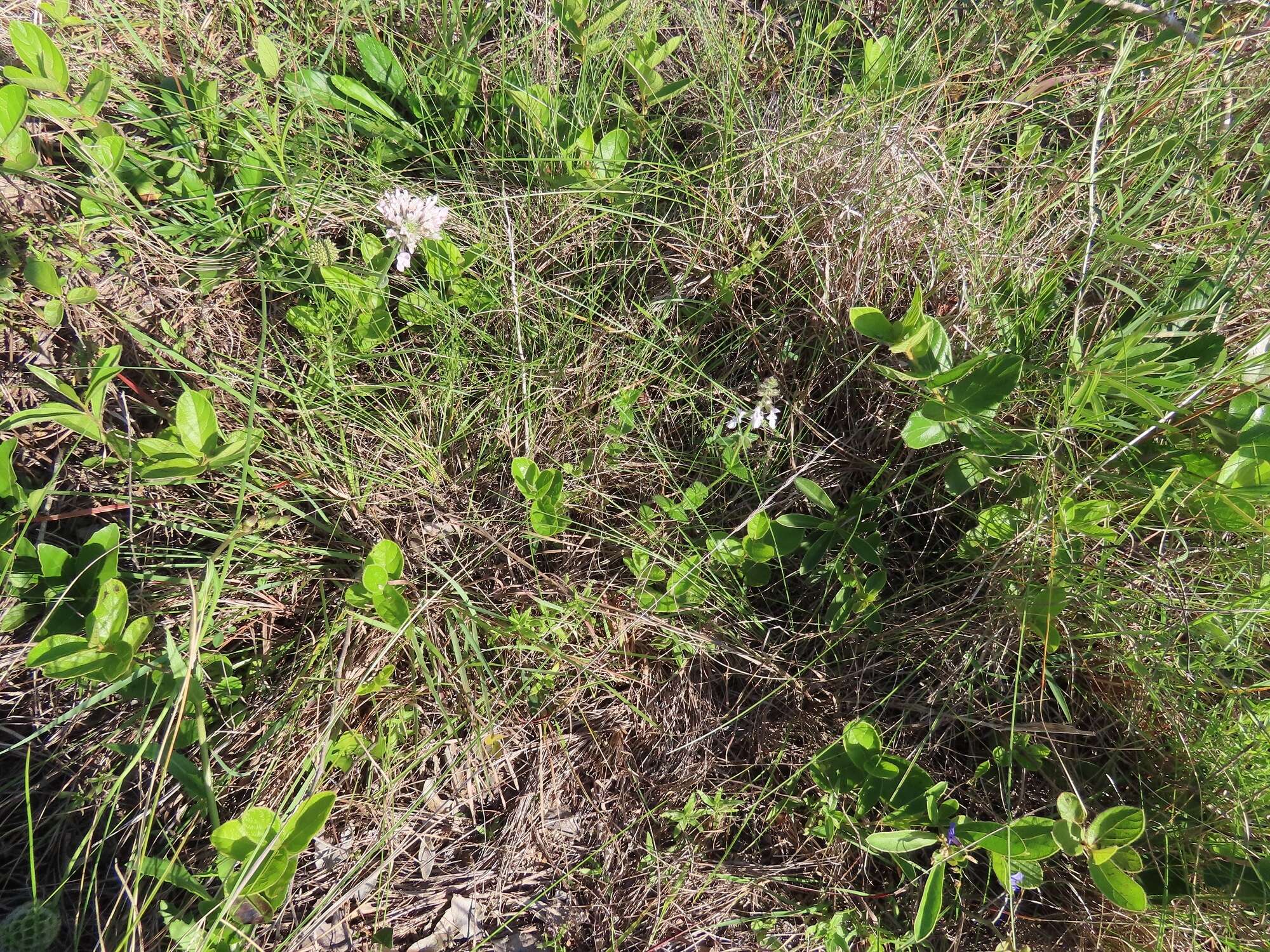 Imagem de Stachys natalensis var. natalensis