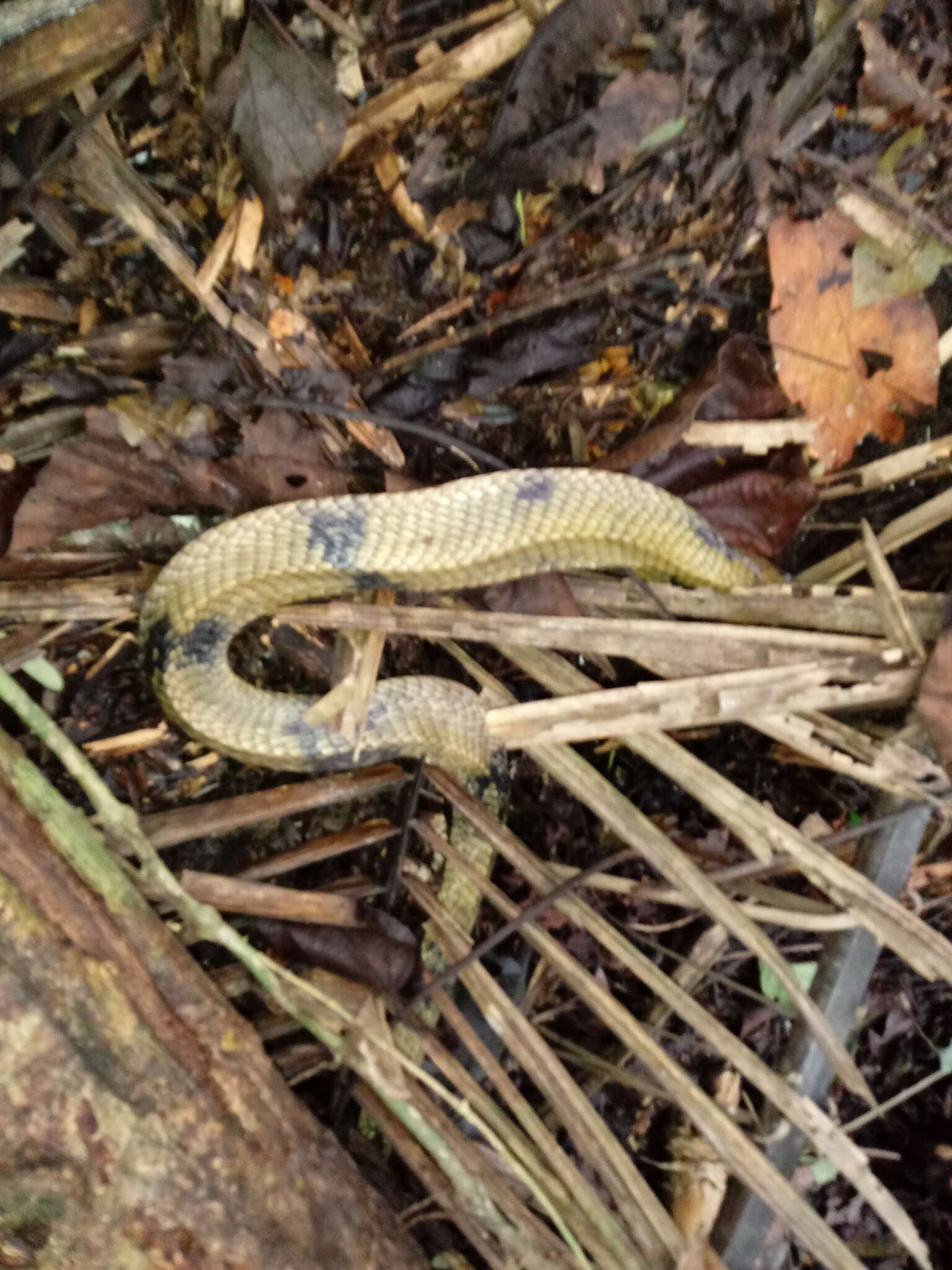 Image of Amazon False Fer-de-lance