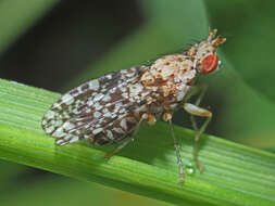 Image of Trypetoptera punctulata (Scopoli 1763)