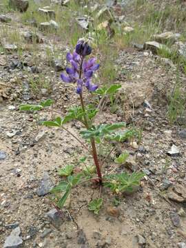 Image of hollowleaf annual lupine