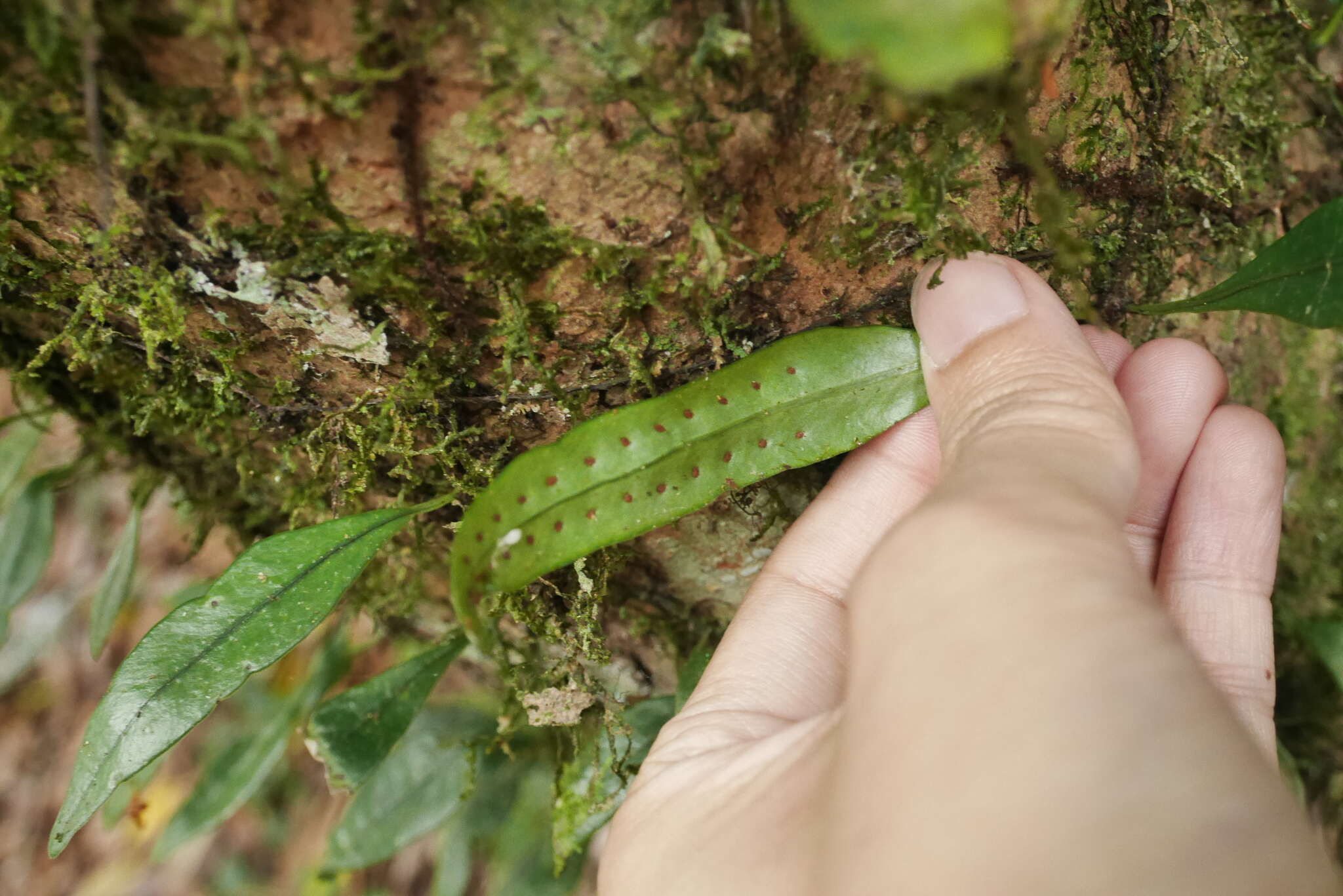 Image of Lemmaphyllum diversum (Rosenst.) Tag.