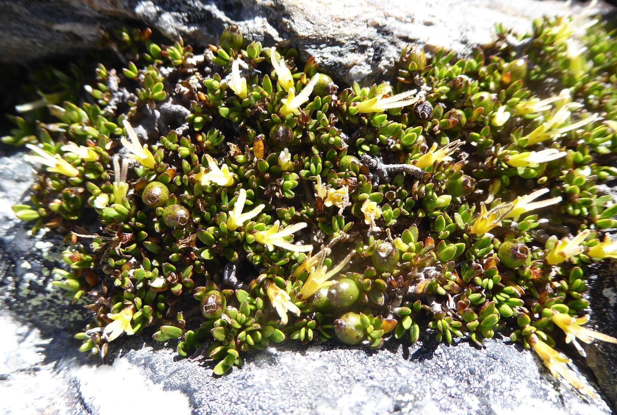 Image of Coprosma niphophila Orchard