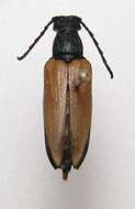 Image of Pygoleptura nigrella (Say 1827)