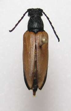 Image of Pygoleptura nigrella (Say 1827)