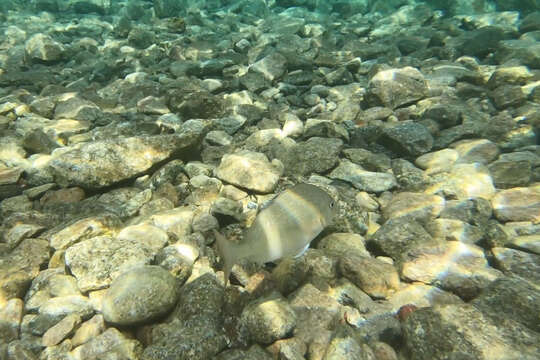 Image of Arabian pinfish