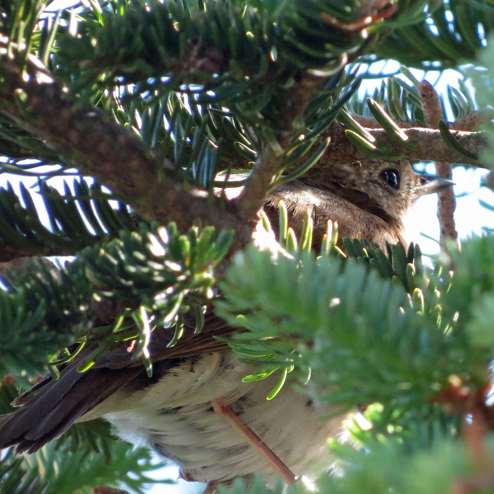 Image of Bicknell's thrush