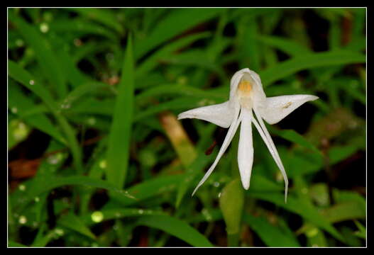 Image of Habenaria grandifloriformis Blatt. & McCann