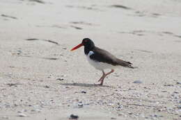 Image of Haematopus palliatus palliatus Temminck 1820