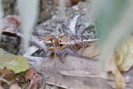 Image de Stenocercus erythrogaster (Hallowell 1856)