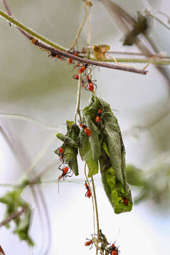 Image of Passionvine Bug