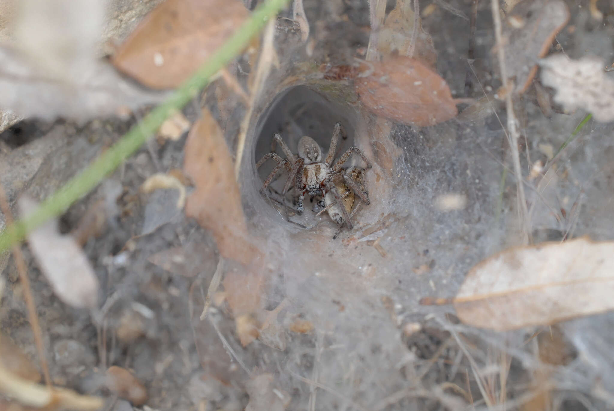 Image of Agelena labyrinthica (Clerck 1757)