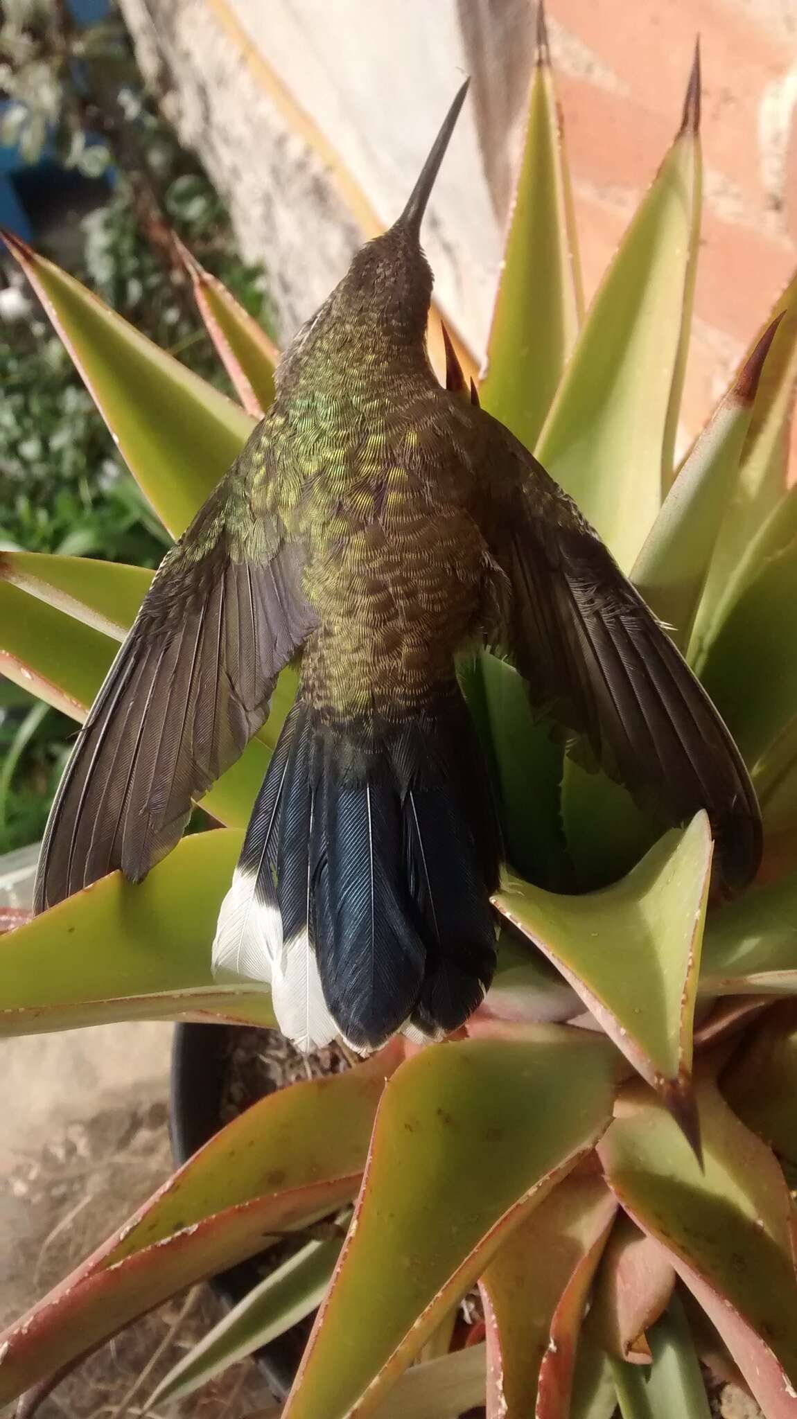 Image of Blue-throated Hummingbird