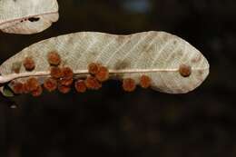 Image of Lopesia parimarii Tavares 1908