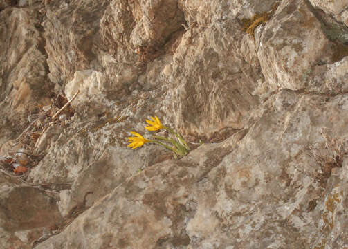 Image de Sternbergia lutea subsp. greuteriana (Kamari & R. Artelari) Strid