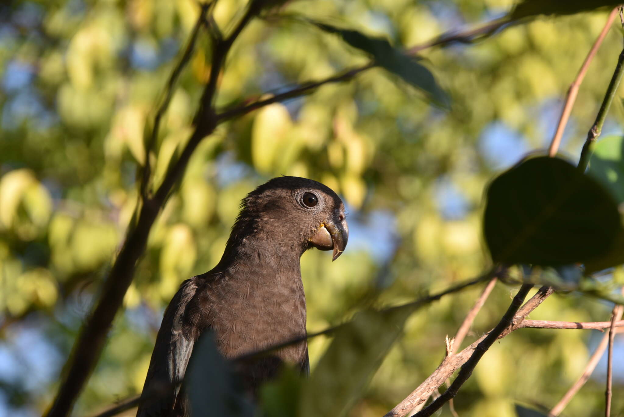 Image de Coracopsis nigra nigra (Linnaeus 1758)