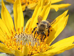 Image of Habropoda cineraria (Smith 1879)