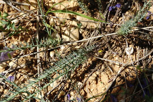 Image of Linum austriacum subsp. austriacum