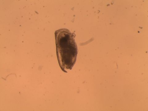 Image of Conchoecia