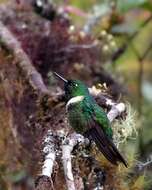 Image of Amethyst-throated Sunangel