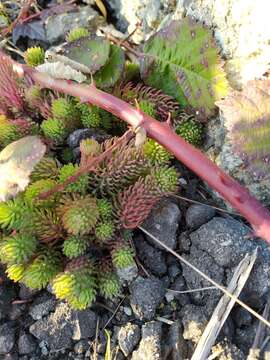 Image of Petrosedum forsterianum (Sm.) V. Grulich