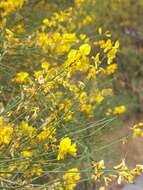 Image of Mt. Etna broom