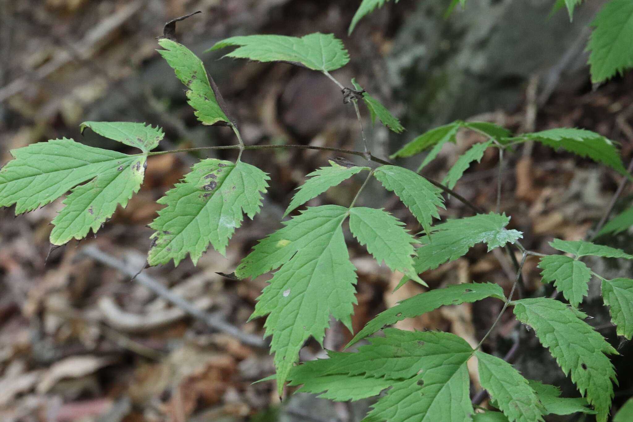 Image of Actaea spicata var. acuminata (Wall. ex Royle) Hara