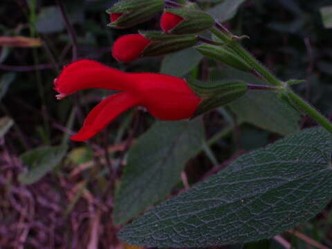 Image of Salvia grewiifolia S. Moore