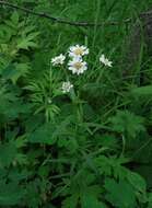 Sivun Achillea ptarmica subsp. macrocephala (Rupr.) Heimerl kuva