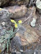 Image of Linaria altaica Fischer ex Ledeb.