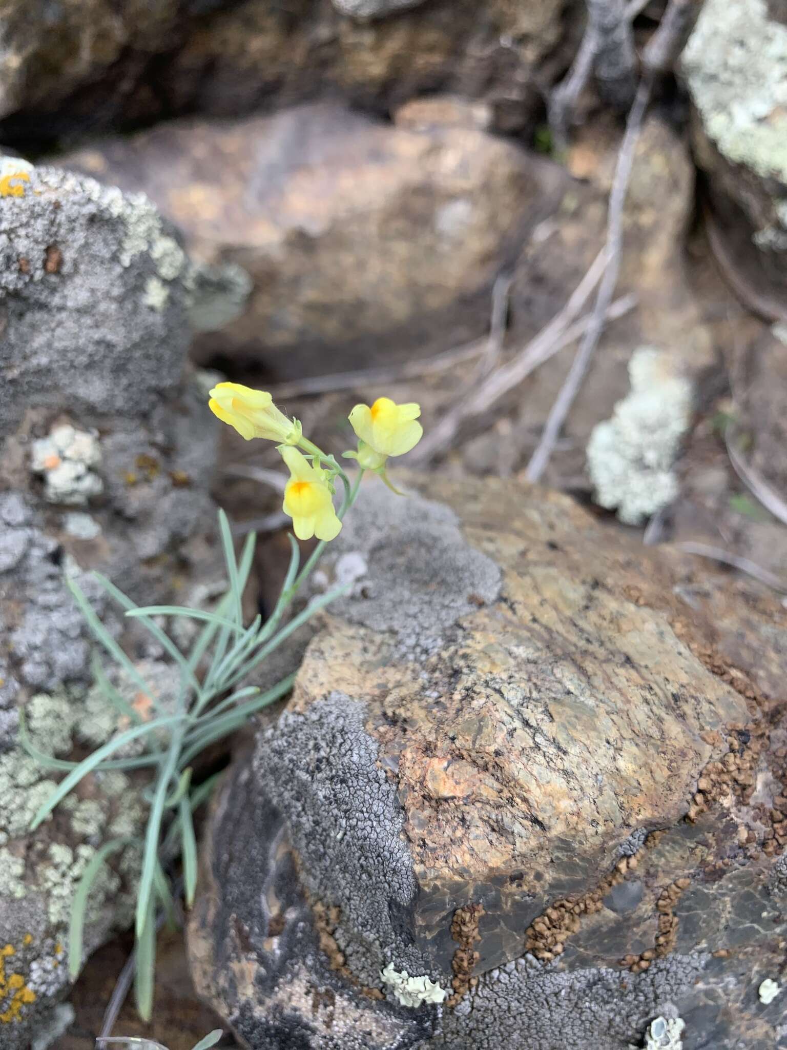 Image of Linaria altaica Fischer ex Ledeb.