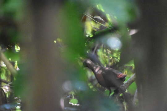 Image of Madagascar Wood Rail