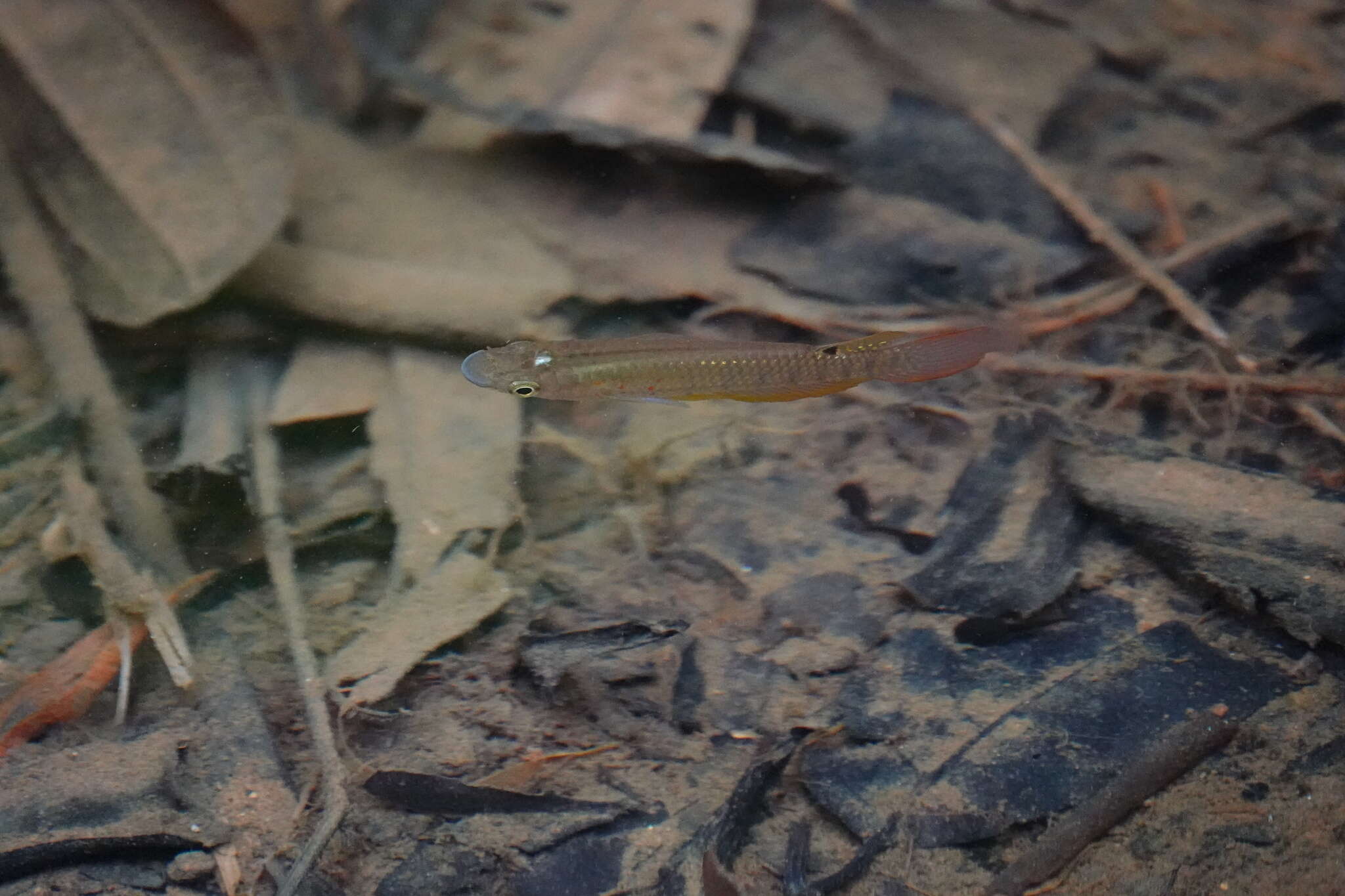 Image of Golden Wonder Killifish