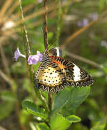 Cethosia cyane euanthes Fruhstorfer 1912 resmi