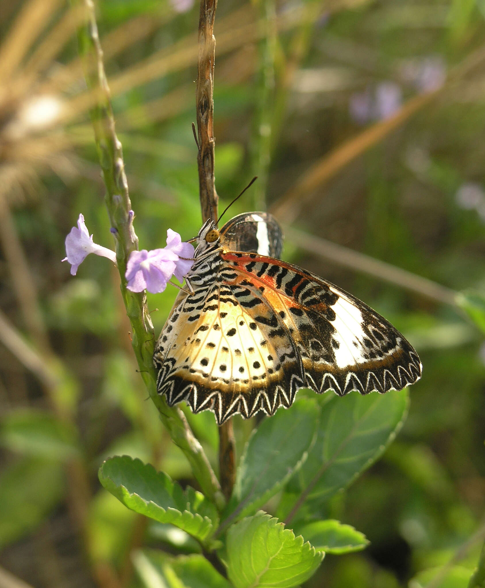 Cethosia cyane euanthes Fruhstorfer 1912 resmi