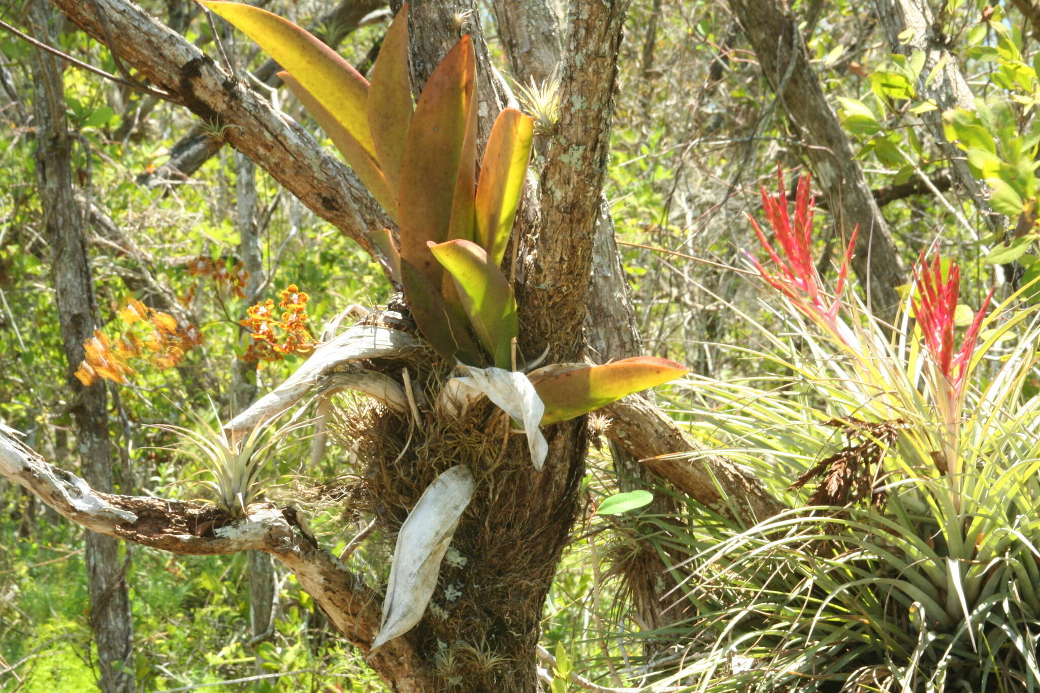 Image of spotted mule-ear orchid